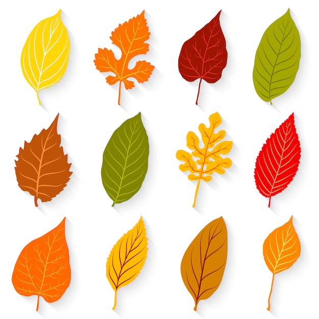Vettore foglie colorate messe su sfondo bianco
