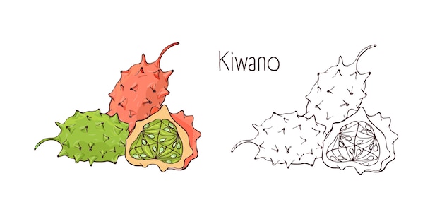 Colorful and monochrome contour drawings of whole and cut ripe kiwano fruits