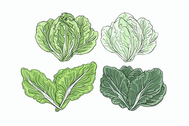 Colorful and monochrome outline chinese cabbage set vector illustration Isolated on white background Vector cartoon illustration