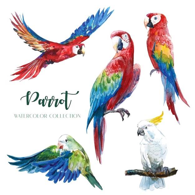 Colorful parrot watercolor collection