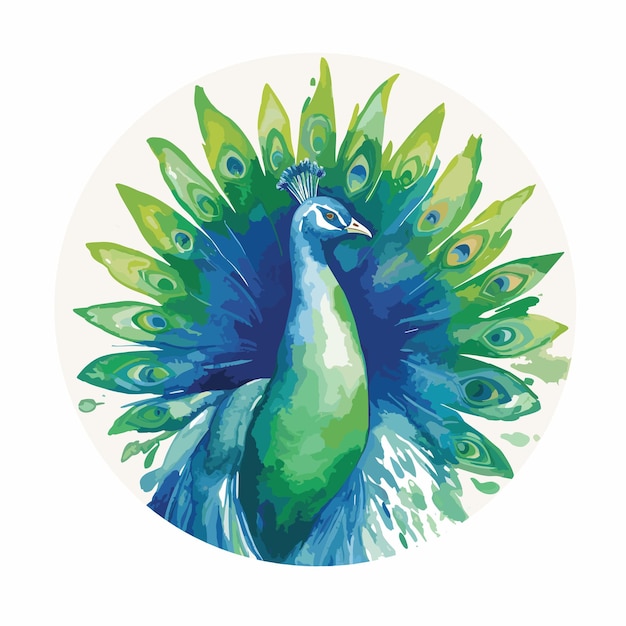 Vector colorful peacock illustration isolated on a white background