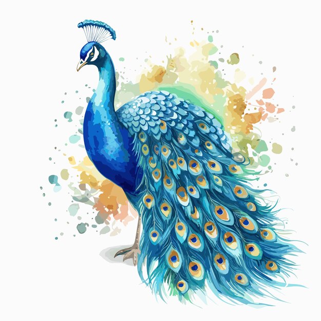 Vector colorful peacock illustration isolated on a white background