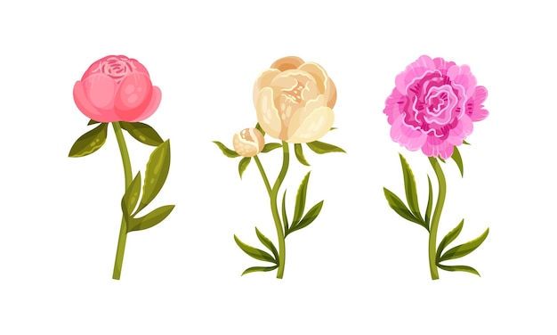colorful peony flower buds on green stems with showy petals vector set