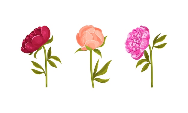 colorful peony flower buds on green stems with showy petals vector set