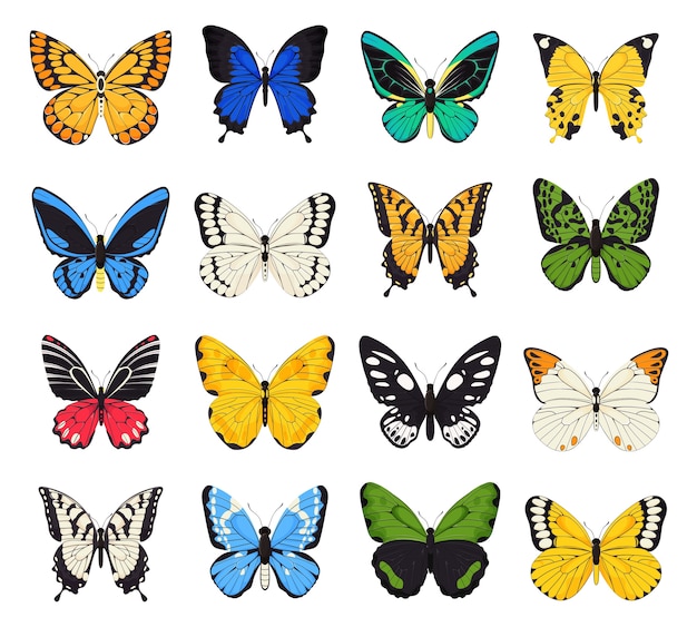 Colorful realistic butterfly icons set.