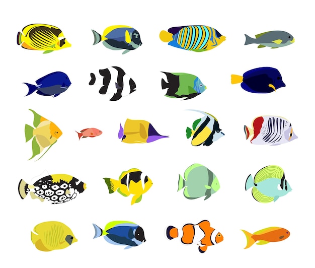 Vector colorful realistic tropical fishes set beautiful fishes for editing