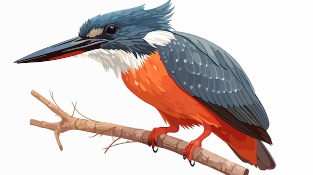 colorful ringed kingfisher megaceryle torquata perching on branch