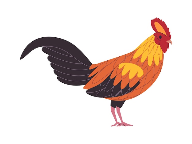 Vector colorful rooster chicken wild nature poultry farm domestic animal agriculture wildlife