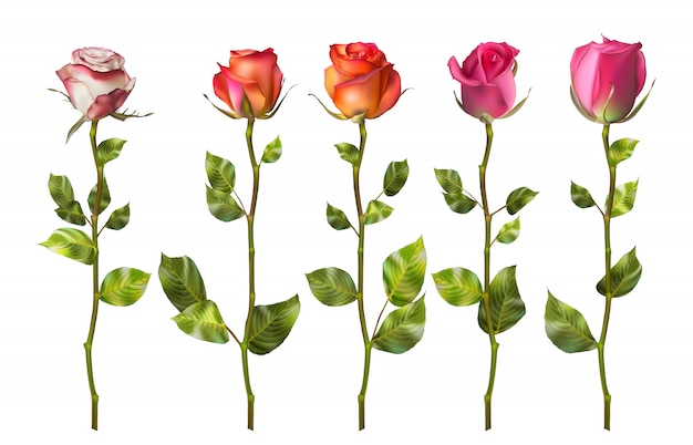 Vector colorful roses set flowers.