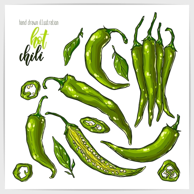 Colorful set of hot and tasty jalapeno chili peppers, whole and sliced, with leaves. Hand drawn illustration with hand lettering headline.