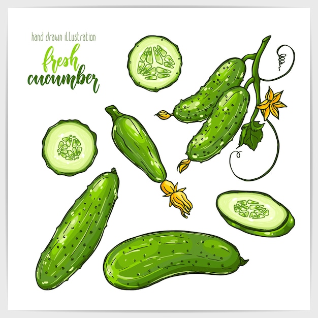 Vector colorful set of juicy and tasty cucumbers , whole and sliced, with leaves. hand drawn illustration with hand lettering headline.