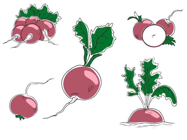 Вектор Красочный набор фиолетовой редьки, цельной и нарезанной, изолированной на белом фоне