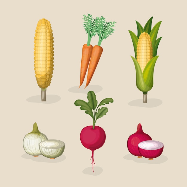 Vector colorful set of realistic vegetables