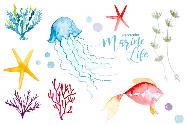 Vector colorful set watercolor of marine plants and animals