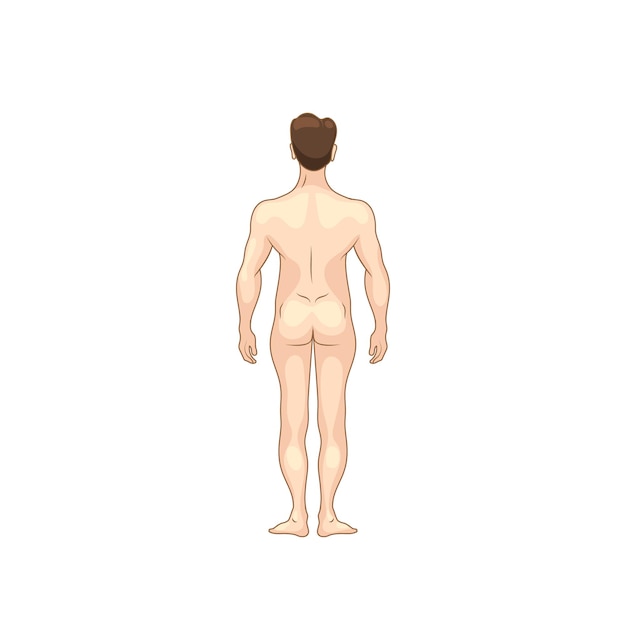 Вектор Красочный силуэт мужского тела, детальная модель анатомии, вид сзади, изолированный на белом