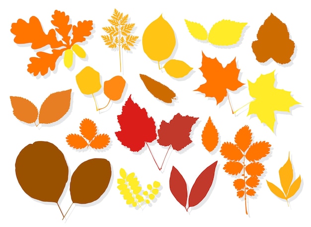 Colorful silhouettes set of autumn leaves on white background Vector illustration