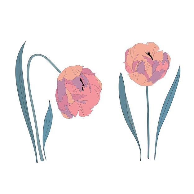 Colorful tulip flower illustration. Botanical design element.