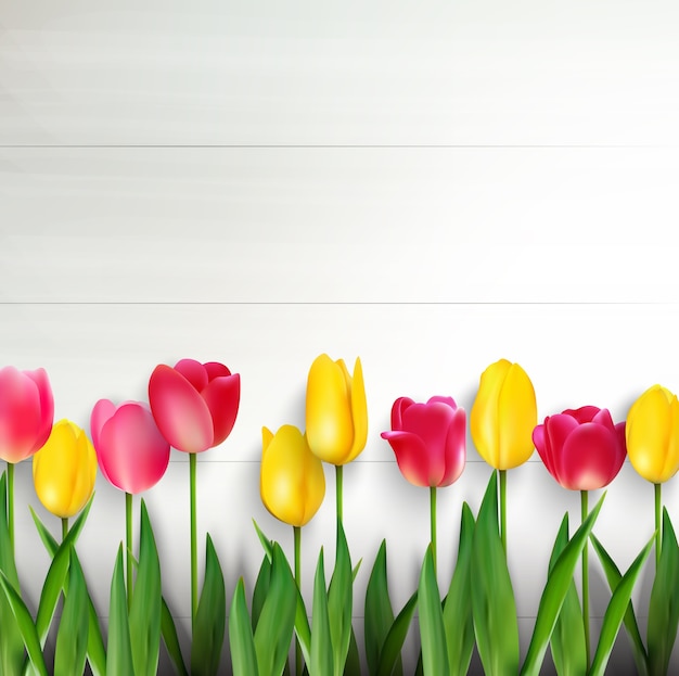 Colorful tulips on white wooden background