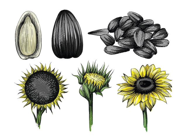 Vector colorful watercolor hand drawn sketch set of sunflower and sunflower seeds on white