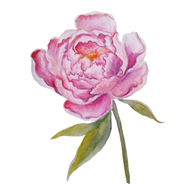 Colorful watercolor illustration with pink peony flower