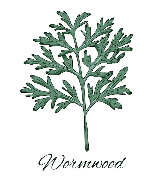 ベクトル カラフルなワームウッドの手描きのスケッチ レトロの植物学的なラインアート 薬草とスパイス
