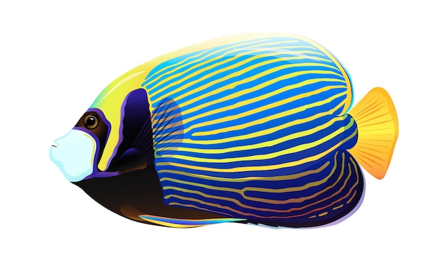 Pesce angelo colorato giallo e blu isolato su sfondo bianco concetto di bella natura animale illustrazione vettoriale