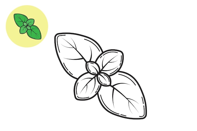 Vector coloring book basil leaf