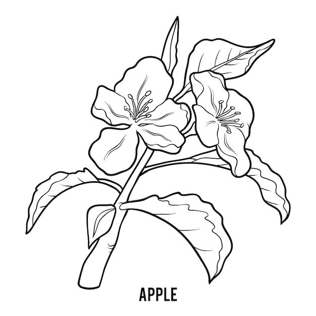 Vector coloring book for children, apple tree