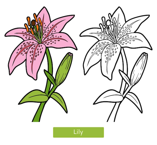 Libro da colorare per bambini, fiore lily