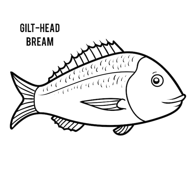 Coloring book for children Gilthead bream fish