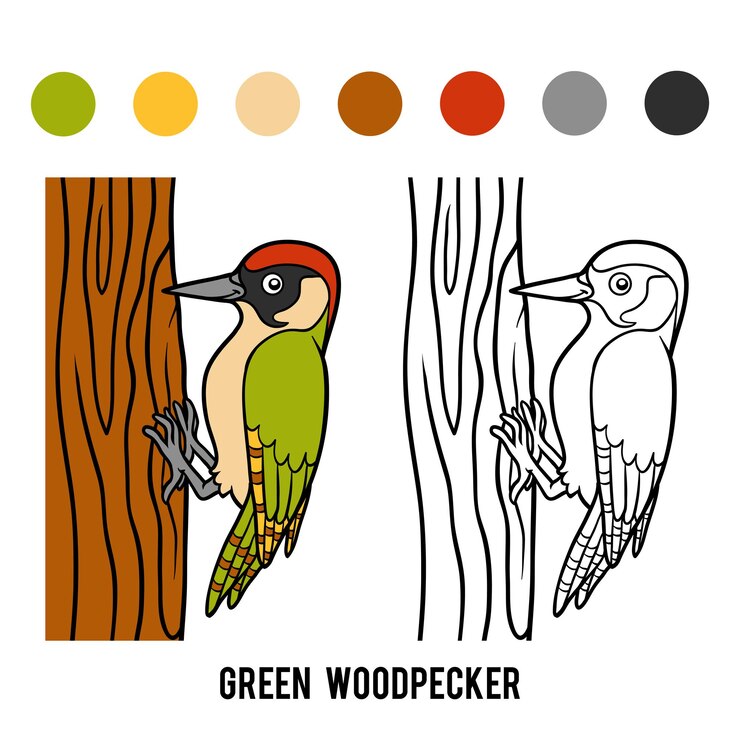 Vector coloring book for children, green woodpecker