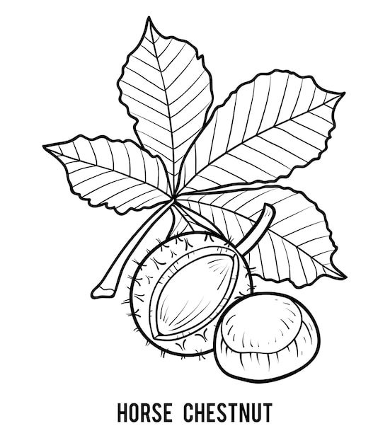 Coloring book for children, Horse Chestnut