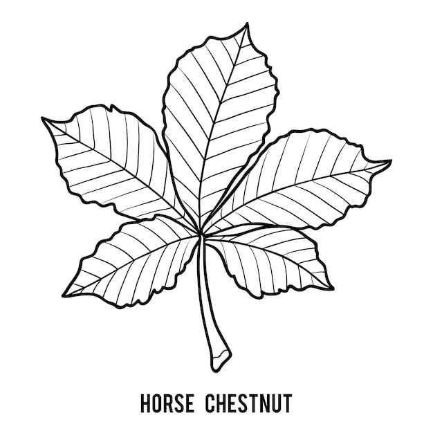 Coloring book for children, Horse Chestnut