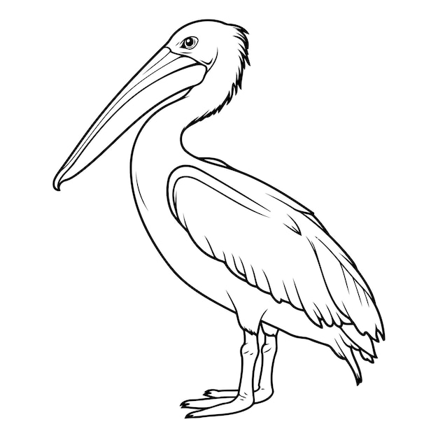 Vector coloring book for children pelecanus onocrotalus