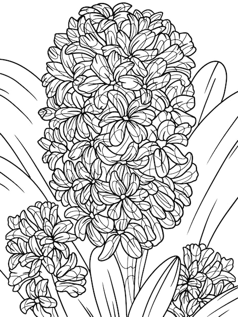 Vector coloring book flowers isolated hyacinthus black stroke white background