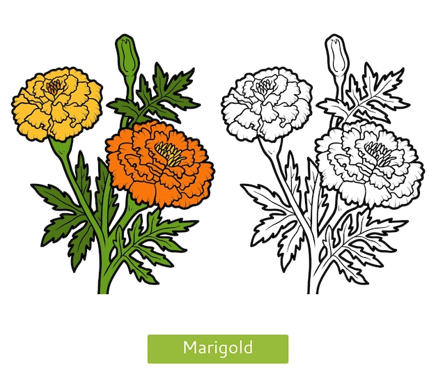 벡터 어린이를 위한 색칠하기 책, 꽃 메리골드