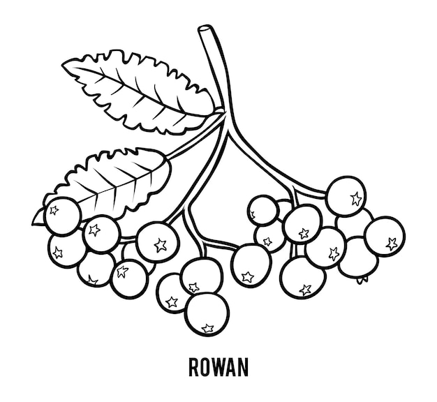 Вектор Книжка-раскраска для детей, ветка рябины
