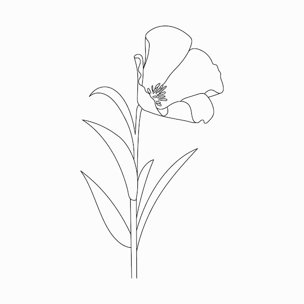 Morning Glory Flowers 17" x 11 1/2" Pencil Drawing-1913-Armando  Sozio | eBay