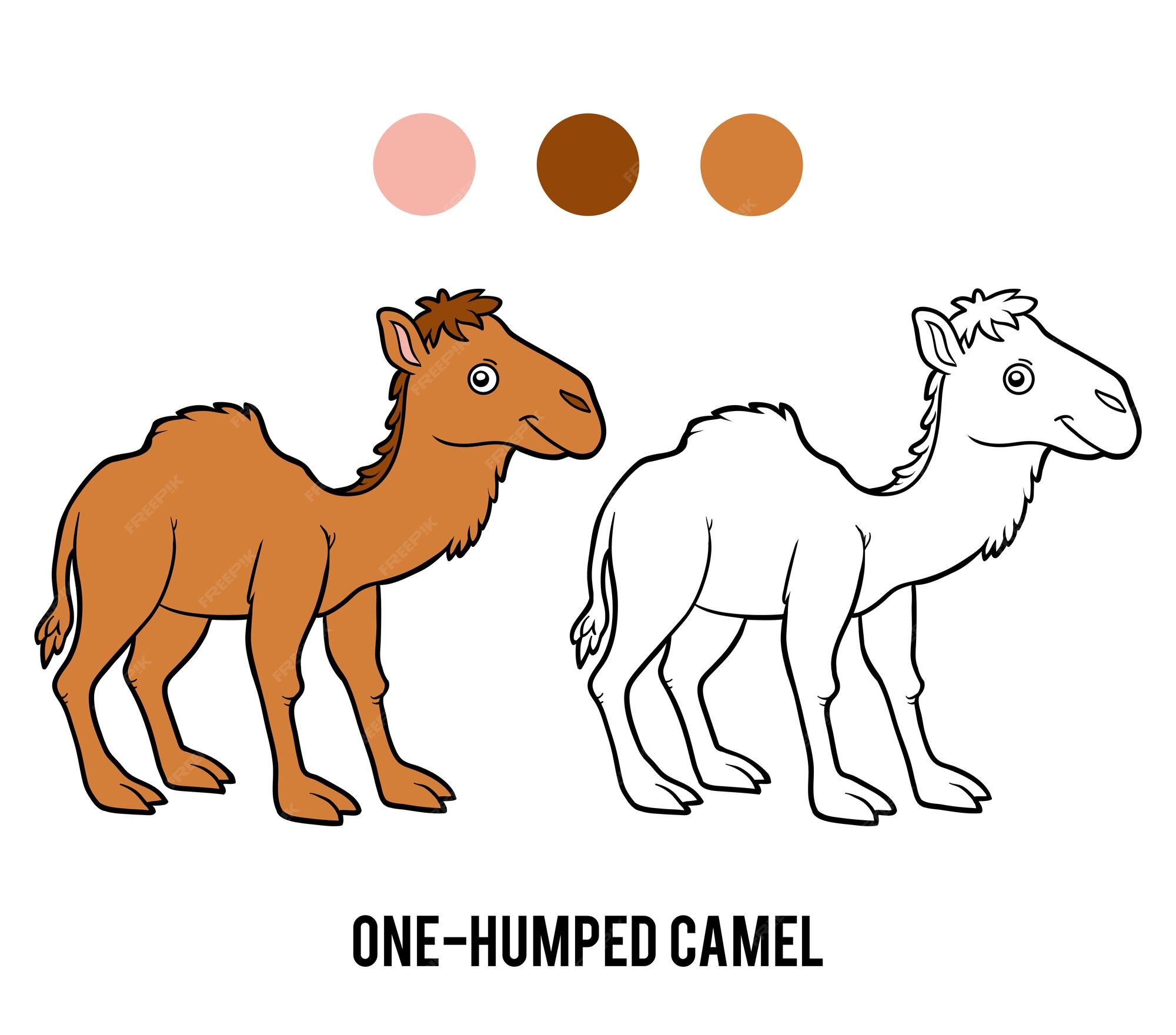 Camel Worksheets