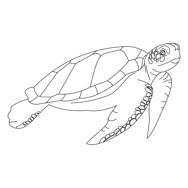 Coloring Book Turtle