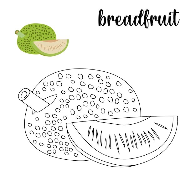 Coloring page, Breadfruit coloring page