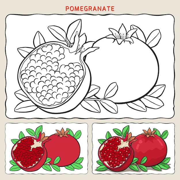 Vector coloring page of pomegranate with two samples coloring