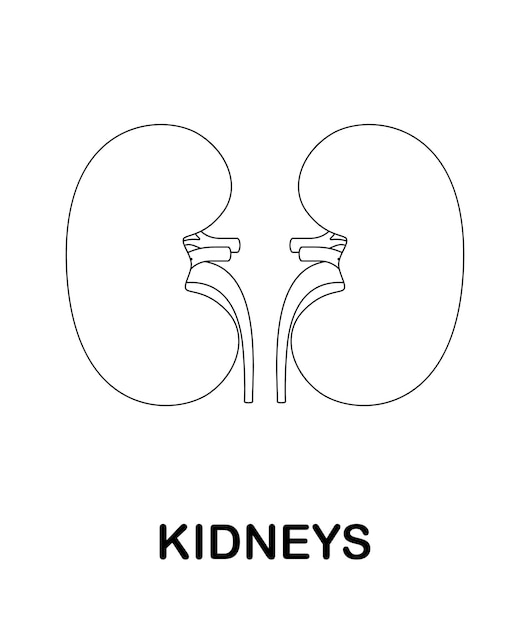 Coloring page with Kidneys for kids