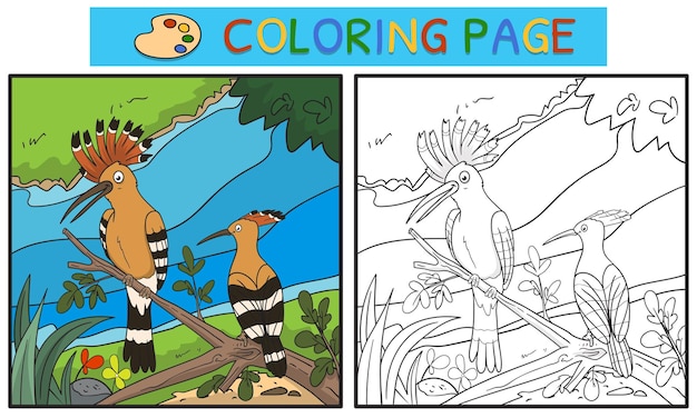 Coloring pages or books for children cute hoopoe illustration on the tree