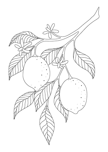 Vector coloring with lemons on a branch and flowers on a white background