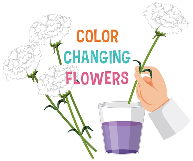 Colour changing flower science experiment