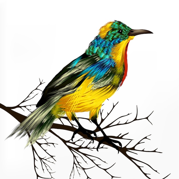 Coloured bird design