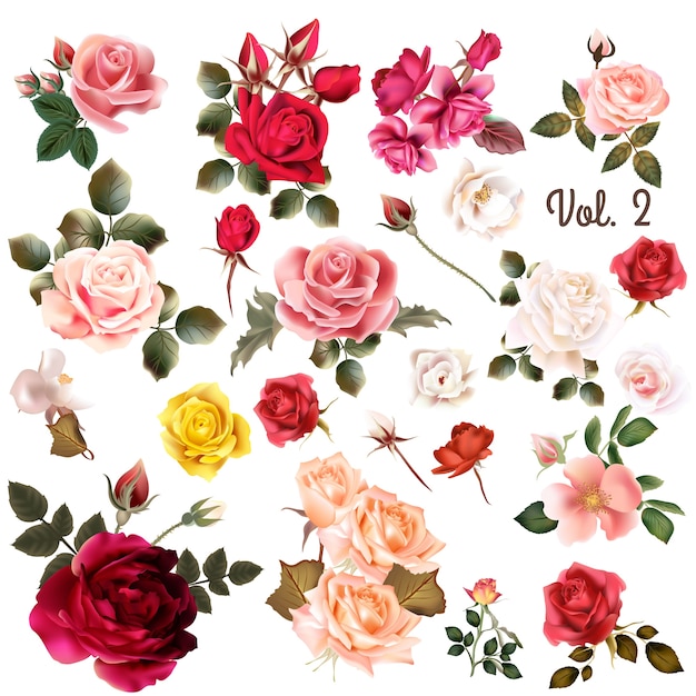 Vector coloured roses collection