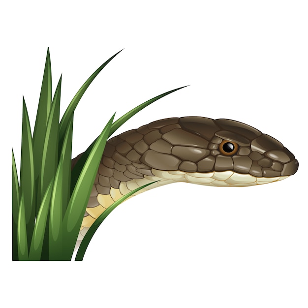 Вектор Цветное дизайн змея