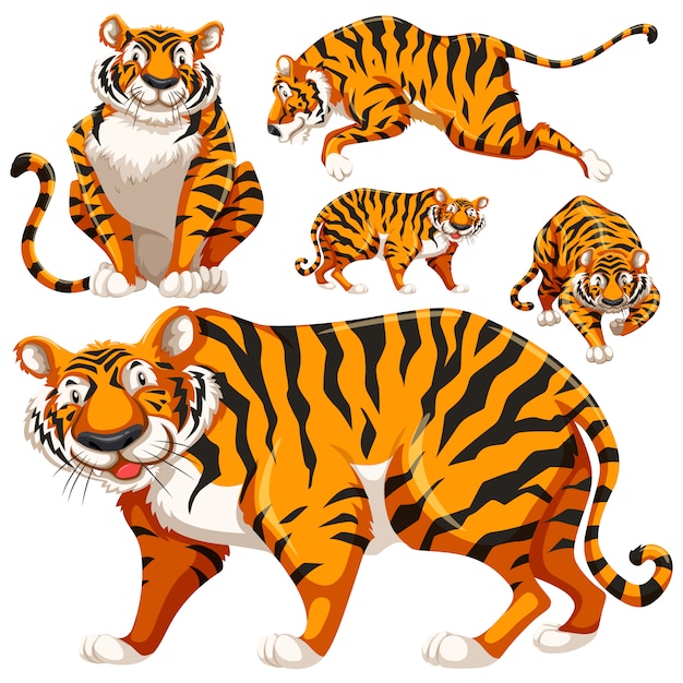 Coloured tigers collection